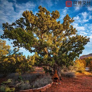 国模少妇无码一区二区三区
